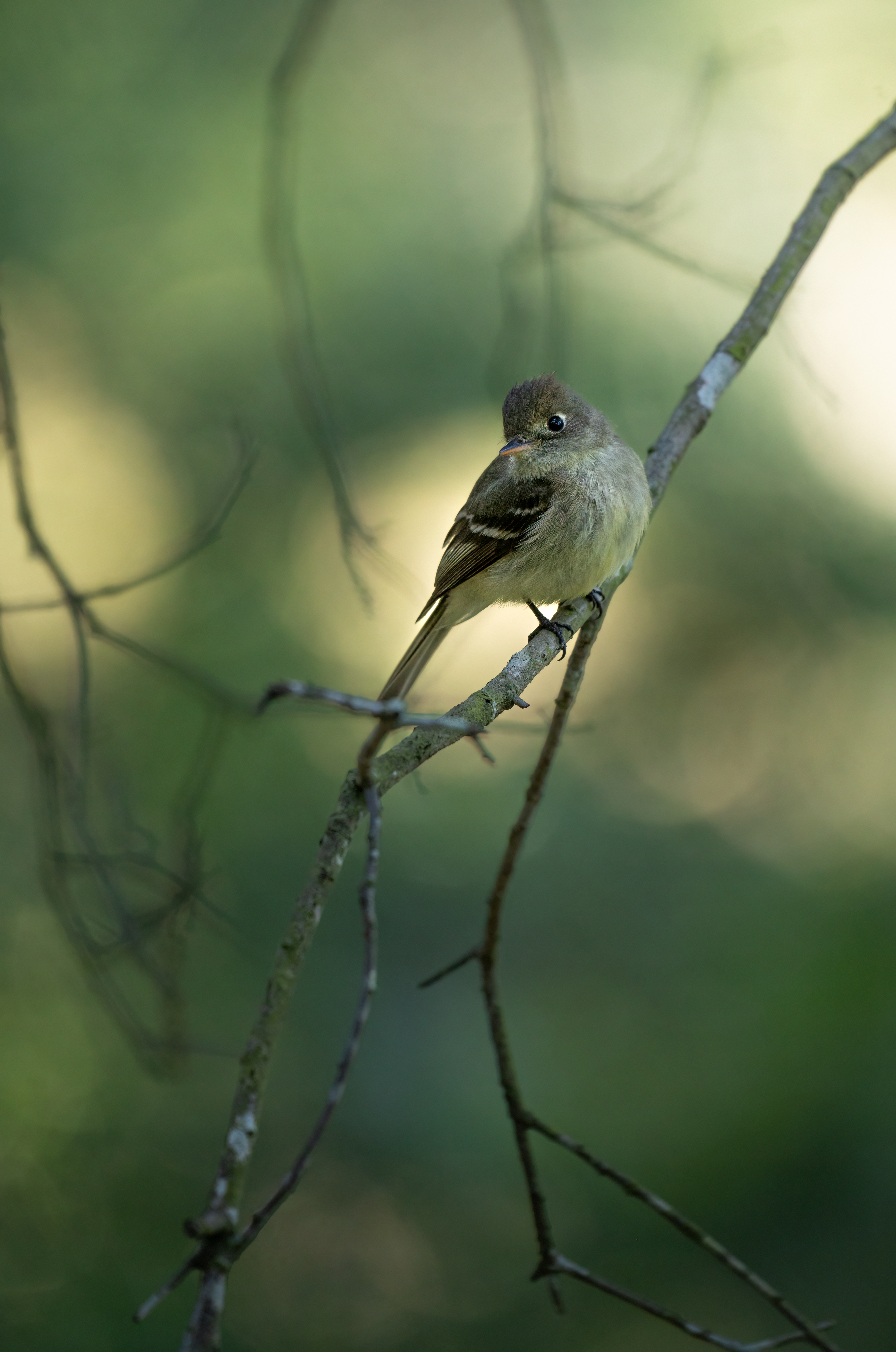 Pacific slope flycatcher